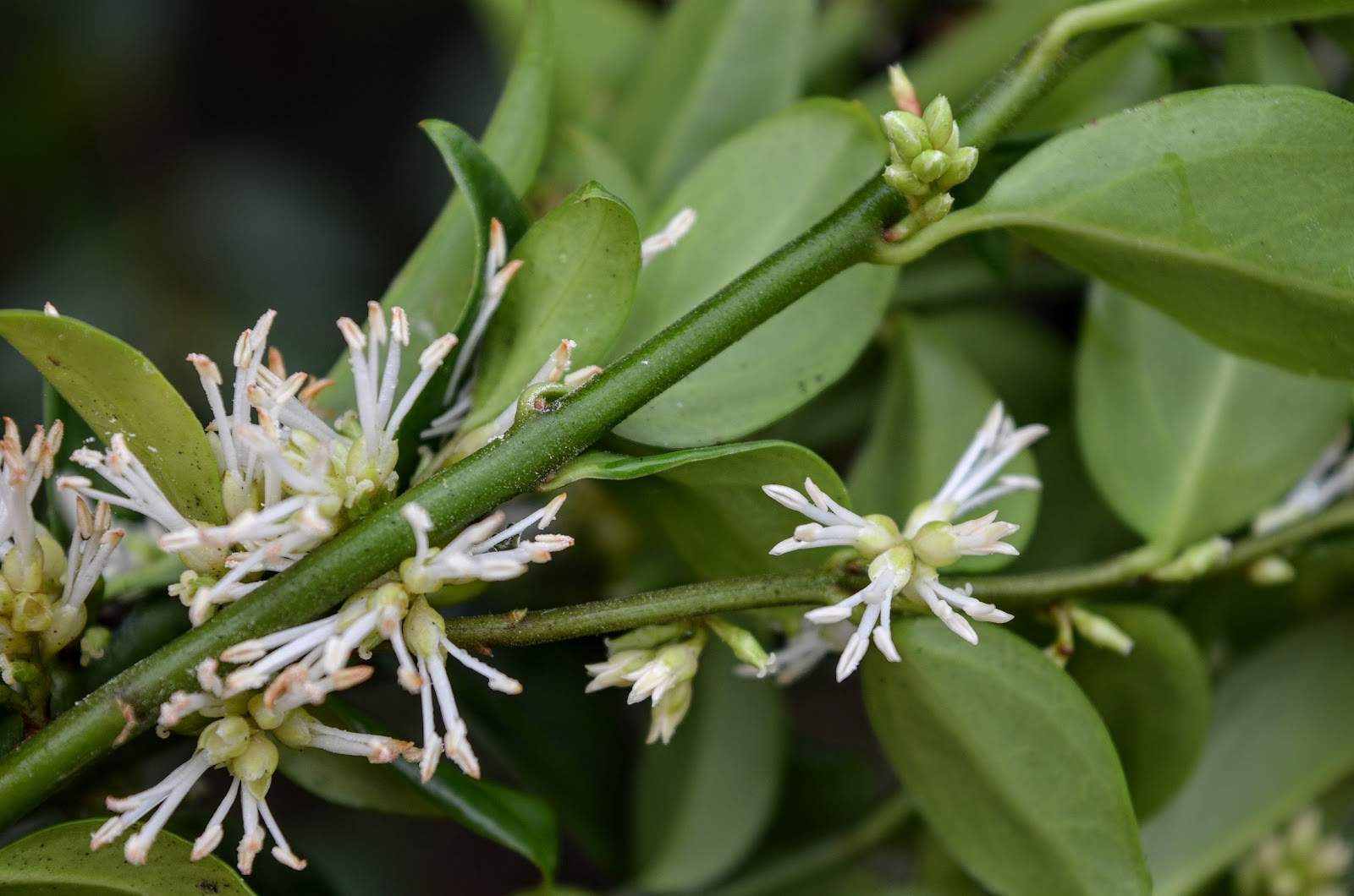 Future Plants By Randy Stewart Sarcococca Sweet Box