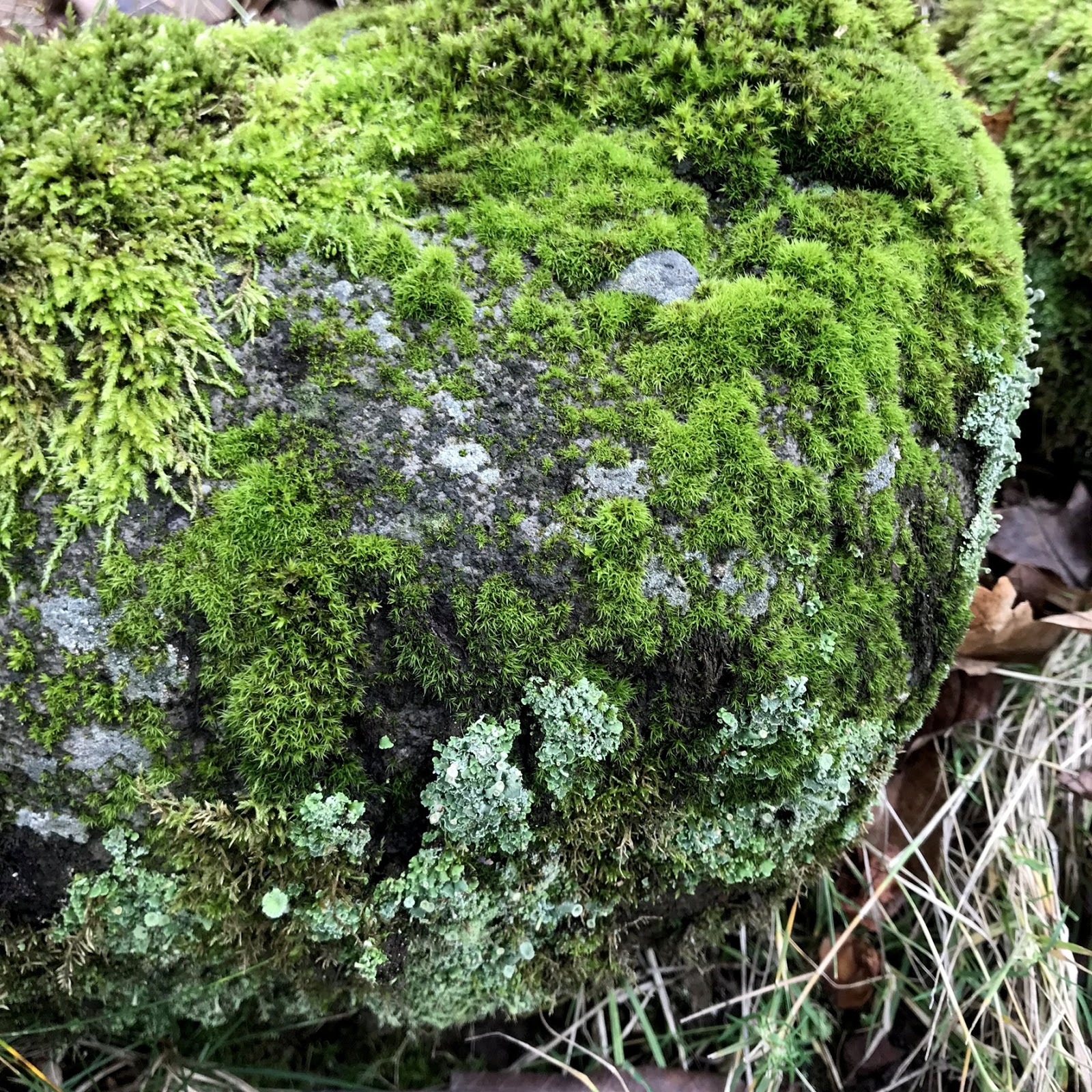 danger garden: Mossy