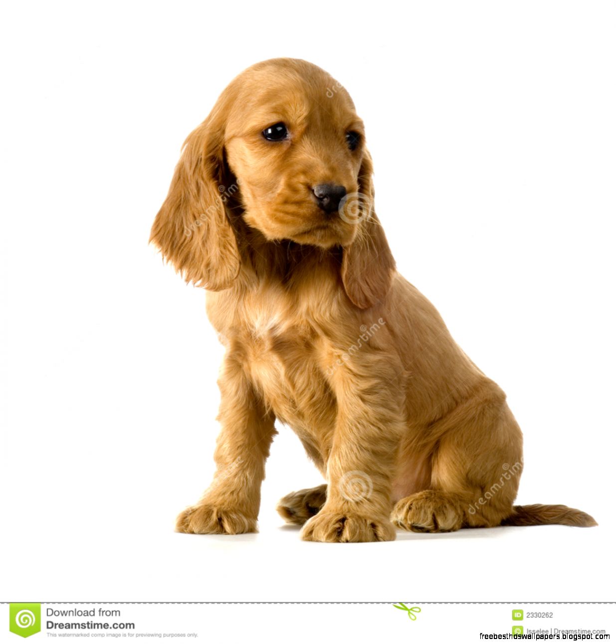 English Cocker Spaniel Puppy