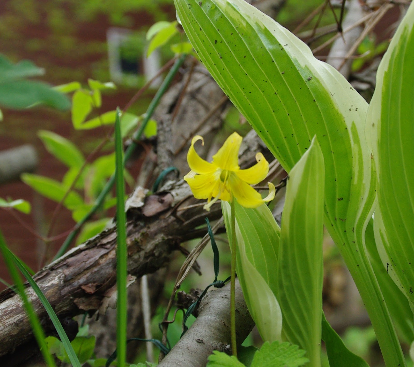 八ヶ岳花街道 八ヶ岳山野草祭りが5月25日から27日まで