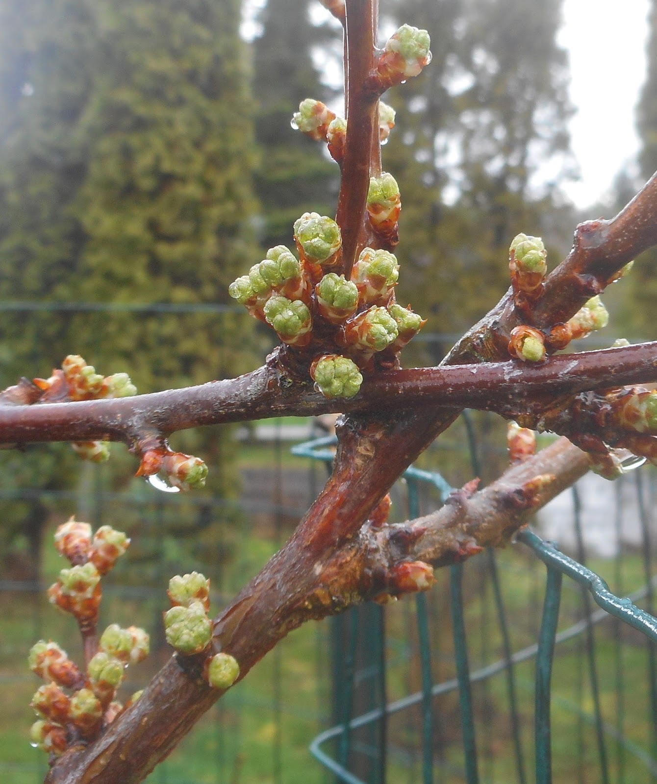 Daniel's Pacific NW Garden Fruit Tree Buds. 2.21.16