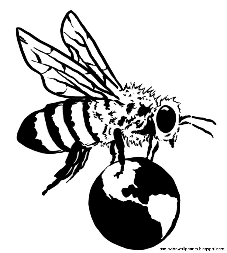 Honey Bee Scientific Drawing | Amazing Wallpapers