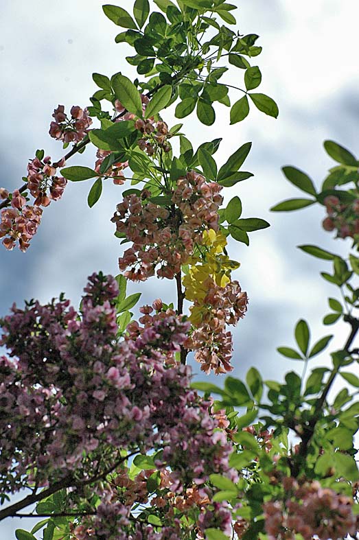 A Digital Botanic Garden: Adam's Laburnum, +Laburnocytisus adami, Fabaceae