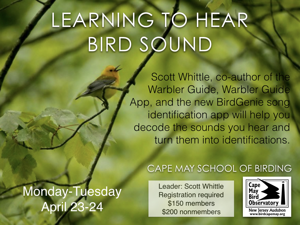 View from the Cape Backtoback Birding Bonanza!!!!! BIRDING WITH A