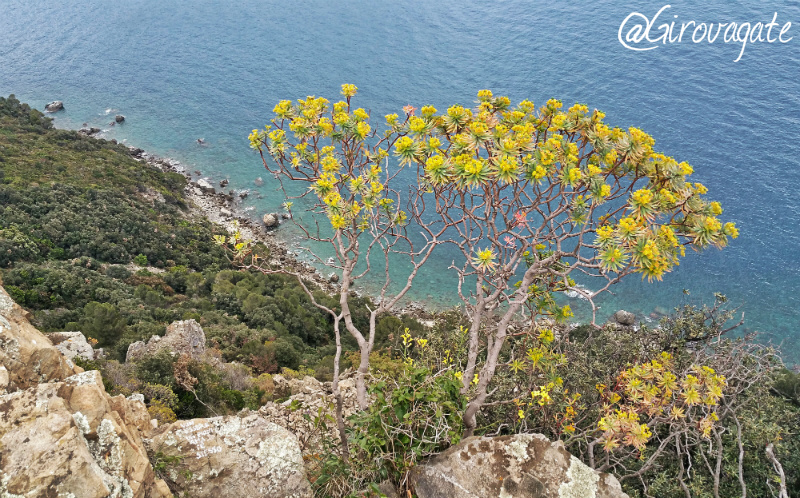 punta manara sestri levante