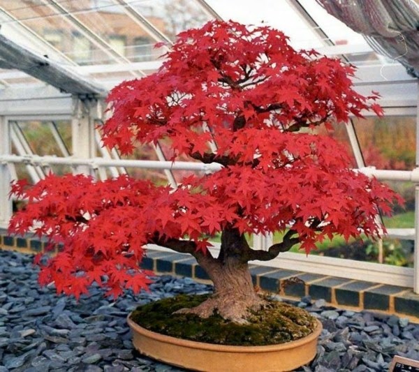 Magnificent bonsai types
