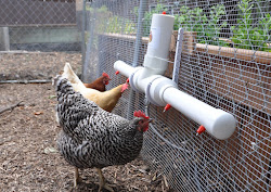 chicken fountain chickens water watering pvc waterer coop system pipe clean nipples feeding community skeptical keepers providing method many know