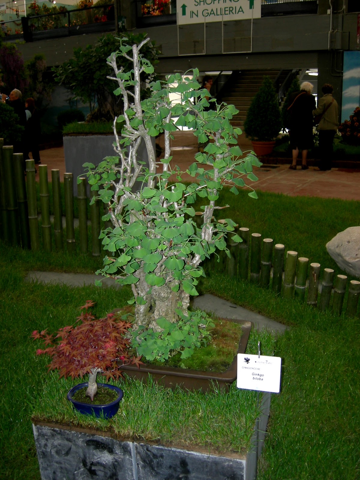 Encyclopedia of Ginkgo Nature's Miracle Ginkgo biloba , Book 1. By B. M