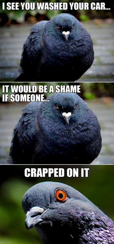 Bird Poop Meme  30 Funny animal captions   part 9 funny animal
