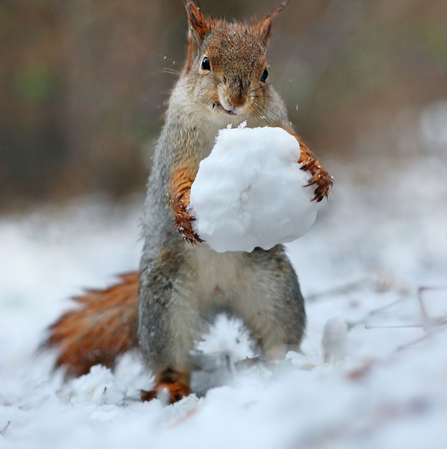Russian Photographer Captures The Cutest Squirrel Photo Session Ever