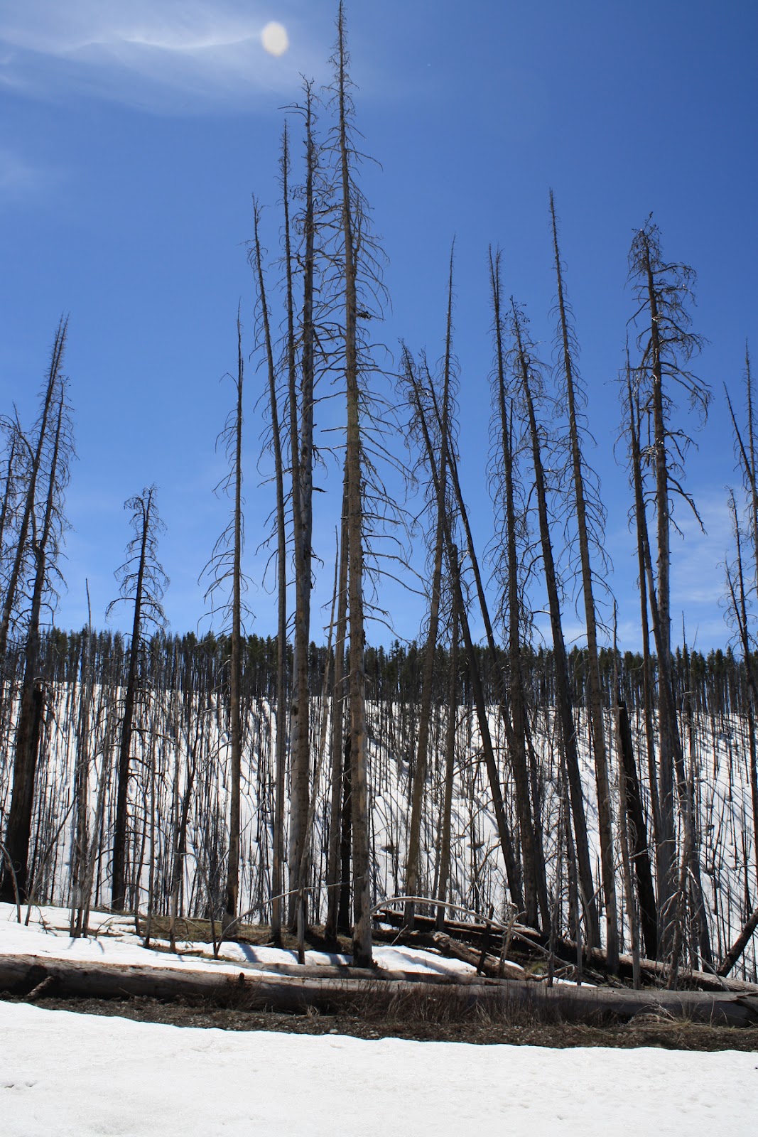 Living and Dyeing Under the Big Sky: Yellowstone - Burned Trees in the Snow
