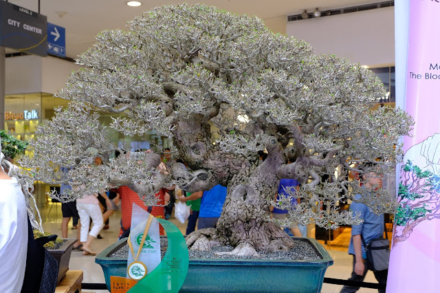 hibiscus taiwan bonsai