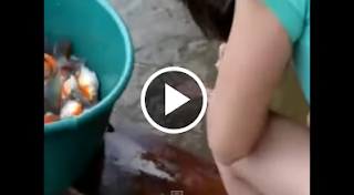 Chica brasileña Pescando pirañas de una manera muy fácil [Vídeo]