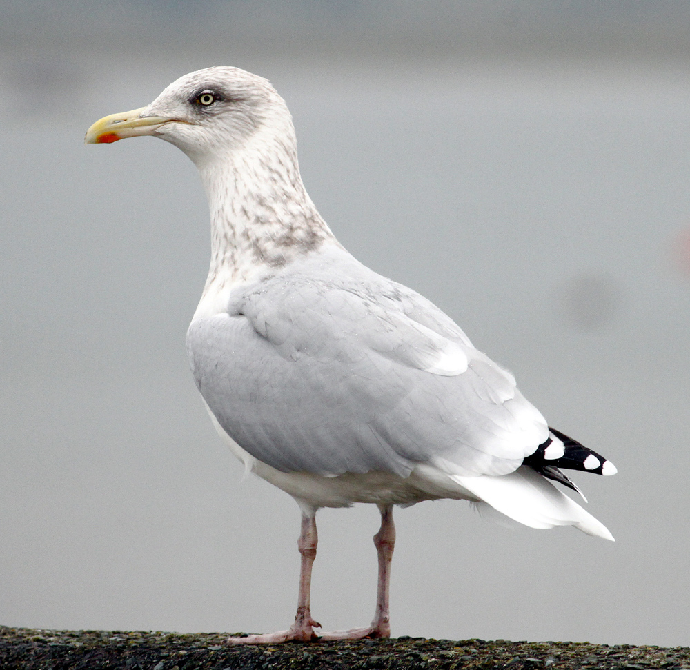 Another Bird Blog No Seagulls Today