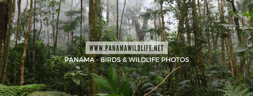 Panama - Birds &amp; Wildlife Photos&#39; Blog
