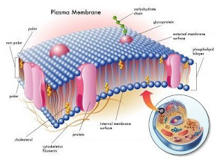 Membran plasma pada sel dari hewan & tumbuhan