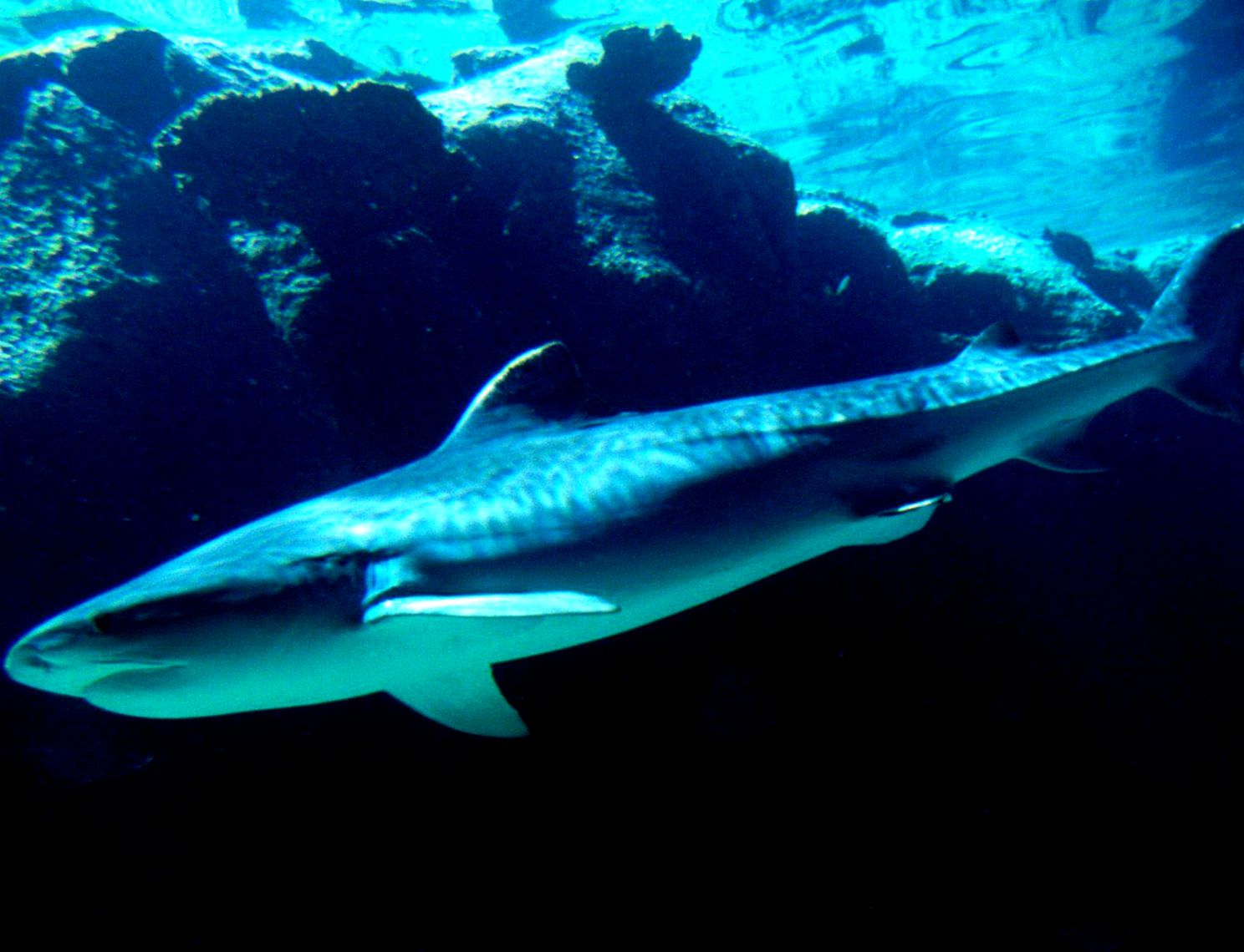 Blue Shark Desktop Backgrounds