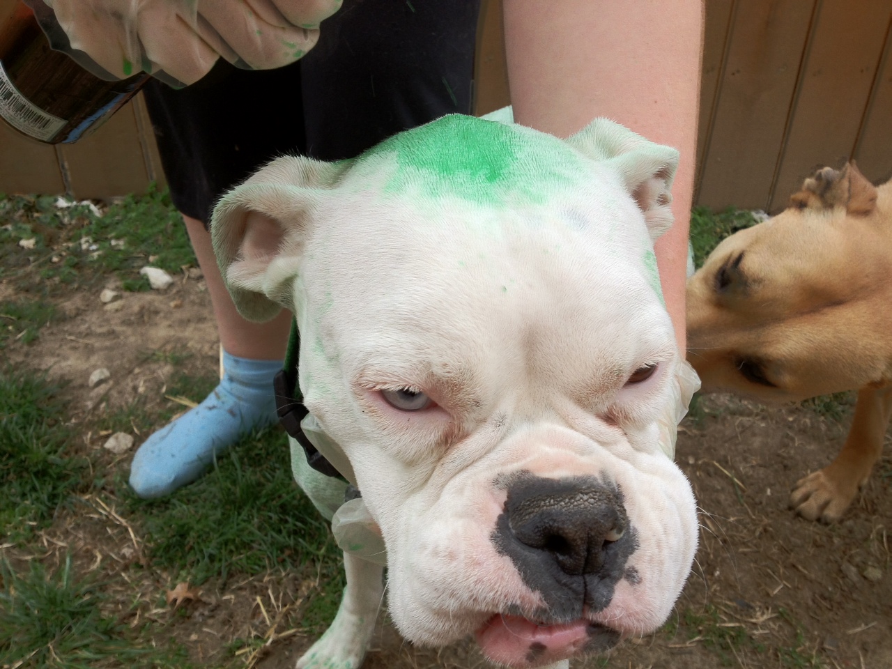 Dog Blog How To Dye Your Dog Green