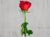 rose photos wallpaper, single rose image download hd quality