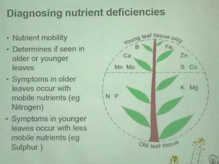 Plant Nutrient Deficiency Chart