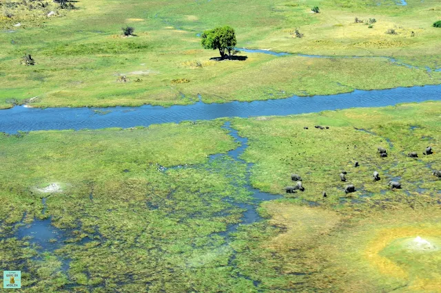 Vuelo sobre el Delta del Okavango en Botswana