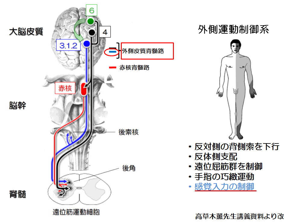 脳卒中リハビリのお勉強 痙縮（ウェルニッケマン肢位のメカニズム）