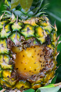 insects eating pineapple