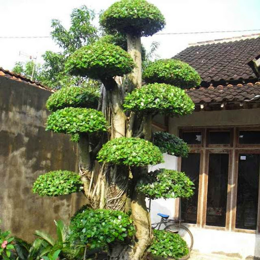 HARGA POHON BERINGIN KOREA JUAL POHON BONSAI BERINGIN KOREA TUKANG