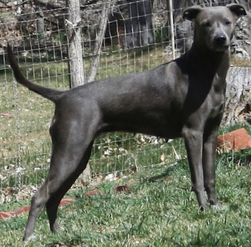 Ultimate Dog: Dog Breeds: American Blue Lacy