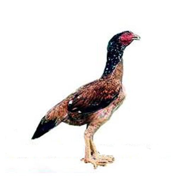 Ayam bangkok betina istimewa