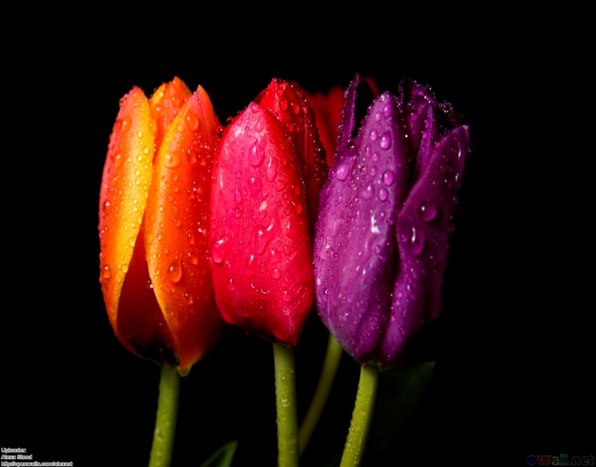 Tulips wallpapersTulip desktop wallpaper  HD Background Wallpaper