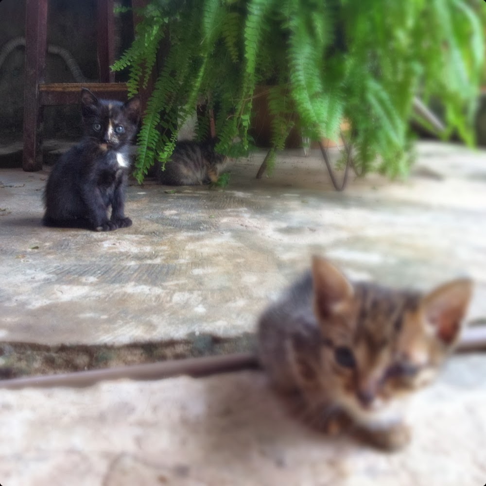 Que nojo! Cocô de gato!