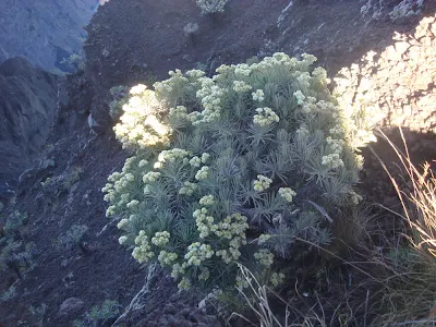 Pada saat turun dari puncak tertinggi 3726 meter Gunung Rinjani