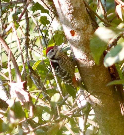 Indian birds - Image of Stripe-breasted woodpecker - Dendrocopos atratus