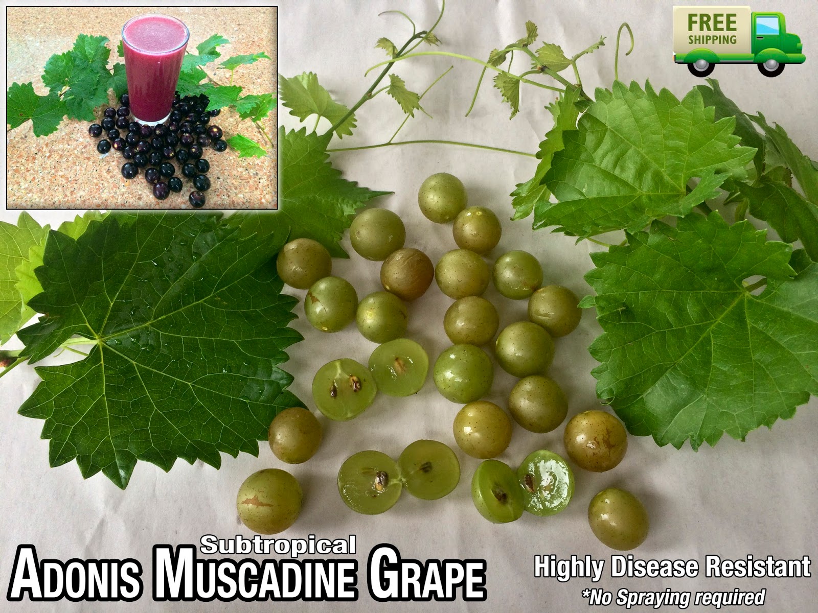 Disease Resistant Fruit Trees Apple Tree Types 8 DiseaseResistant Varieties Bob Vila