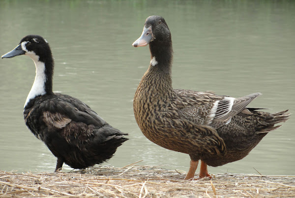 duck, duck picture, duck feed, duck farming