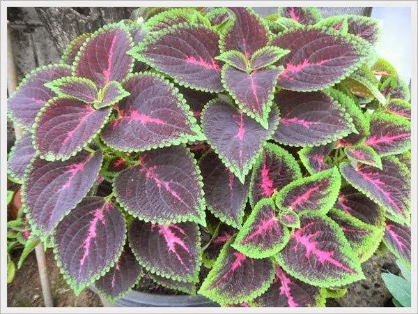 daun miana daun miana