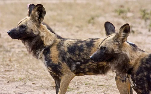 African Wild Dog is listed on the endangered species list due to threats to its survival from predators, disease, and the most dangerous predator, humans.