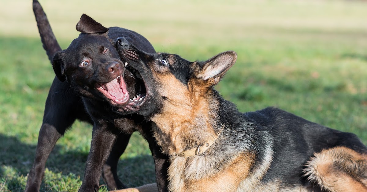 how to a not to bite other dogs how 2bto 2btrain 2bgerman 2bshepherd 2bpuppy 2bnot 2bto 2bbite 2bother 2bdogs jpg how to a not to bite other dogs how 2bto 2btrain 2bgerman 2bshepherd 2bpuppy 2bnot 2bto 2bbite 2bother 2bdogs jpg
