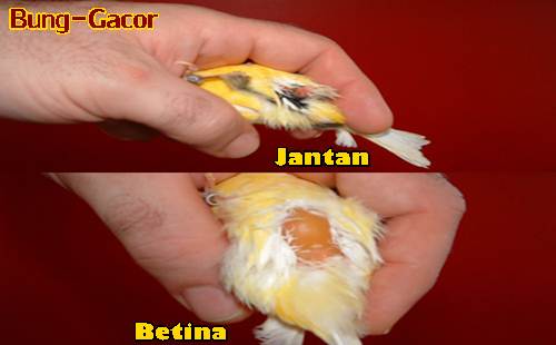 Perbedaan Kenari Jantan dan Betina Paling Lengkap