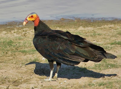Lesser yellow headed Vulture