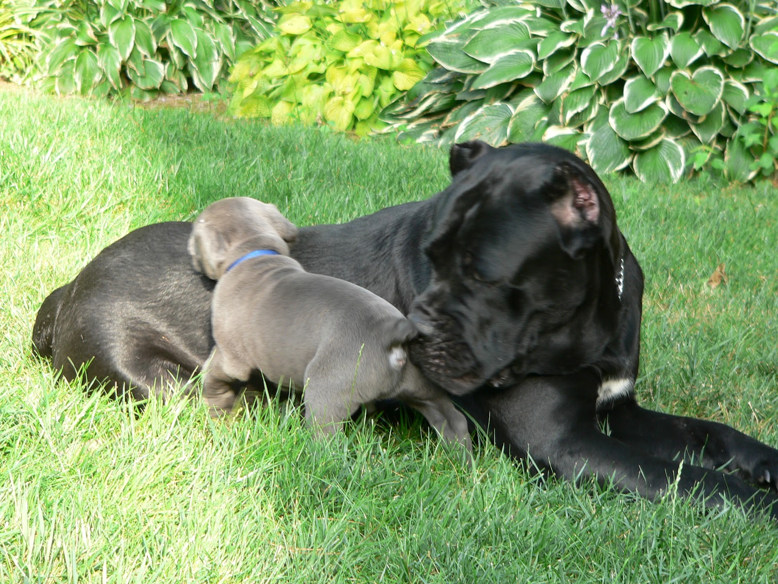 Black Pearl Cane Corso News Puppies are 5 weeks old and