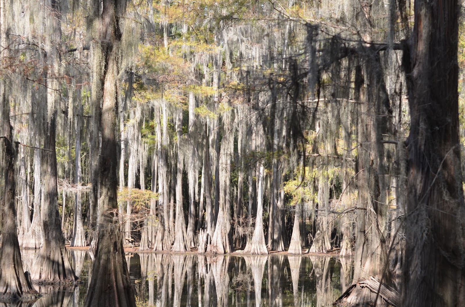 East Texas Swamp Tour Mommy's Treasures
