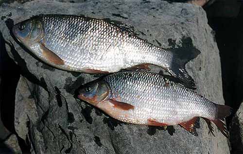 Pescaepesca Pesca Al Cavedano