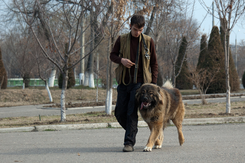 Кавказская овчарка убийца. Кавказская овчарка неухоженный. Кавказская овчарка злая. Хозяин кавказец. Кавказец собака кличка устин.