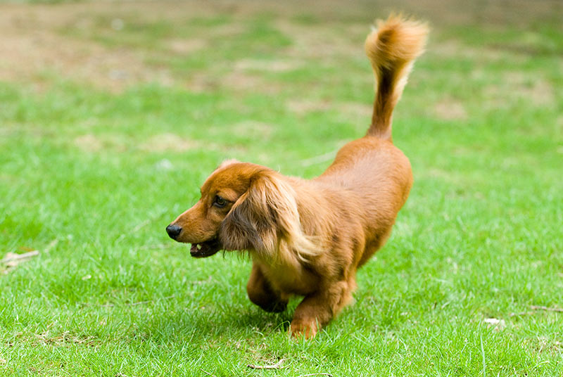 Pictures of Long Haired Miniature Dachshunds Cute Puppy
