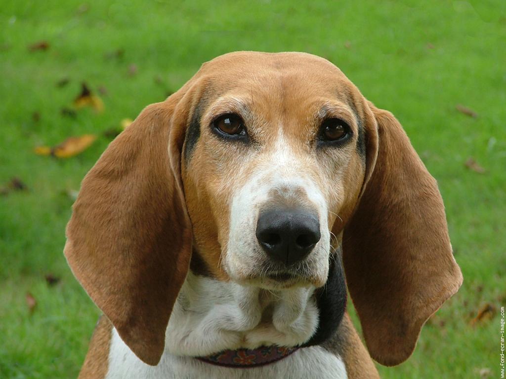 Dog Cute Dog Basset Hound Its History and Origin