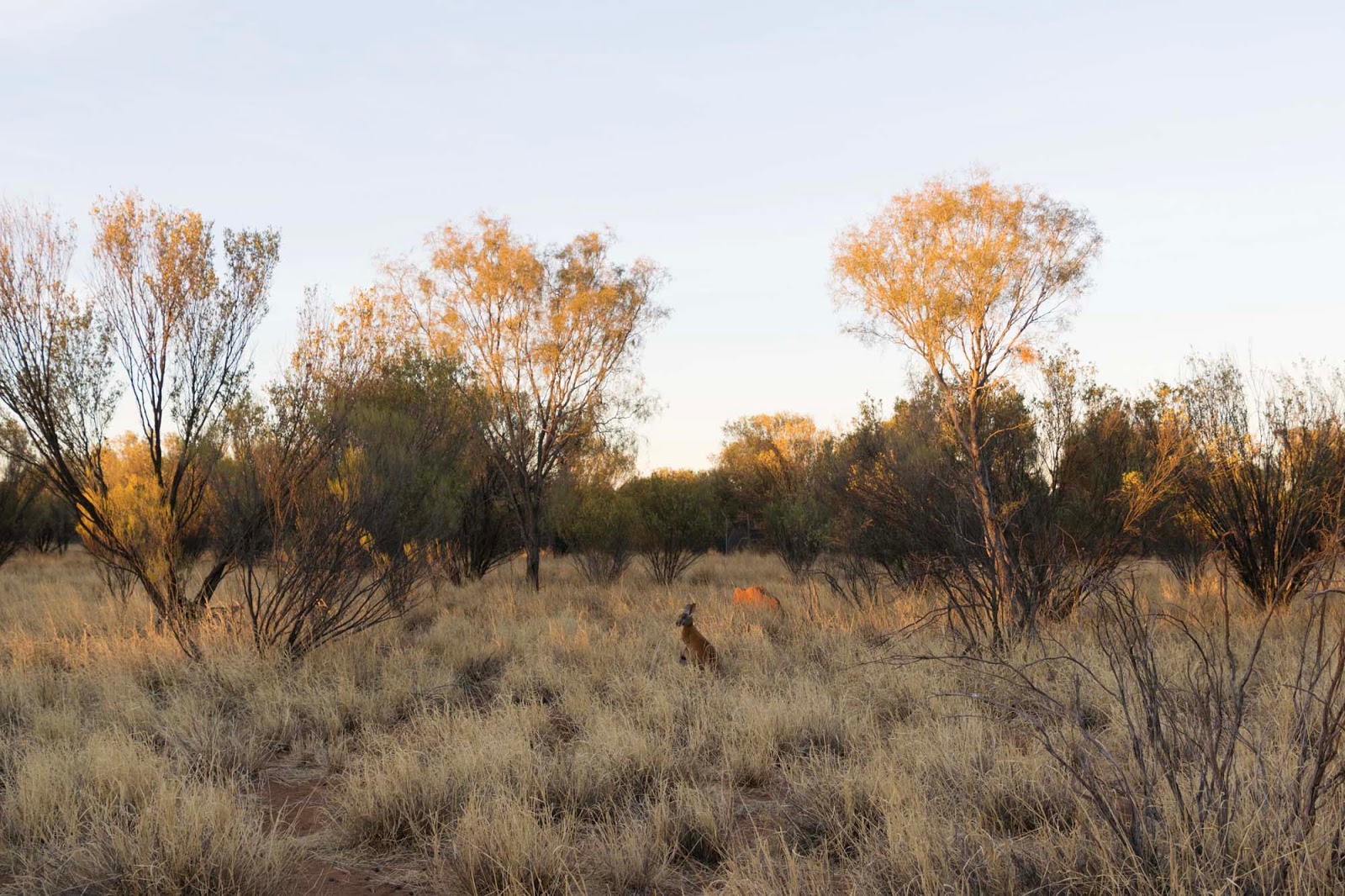 the kangaroo sanctuary alice springs