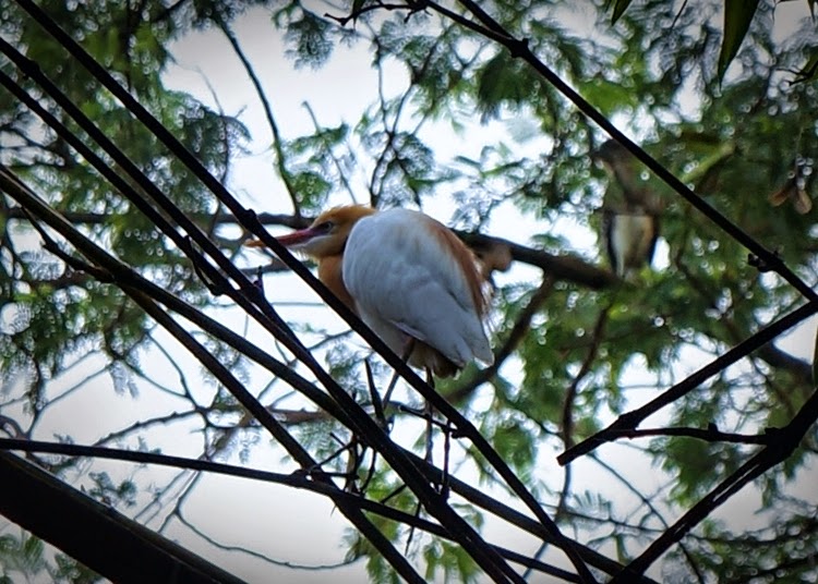 baras-bird-sanctuary-always-an-awesome-experience-soccsksargen