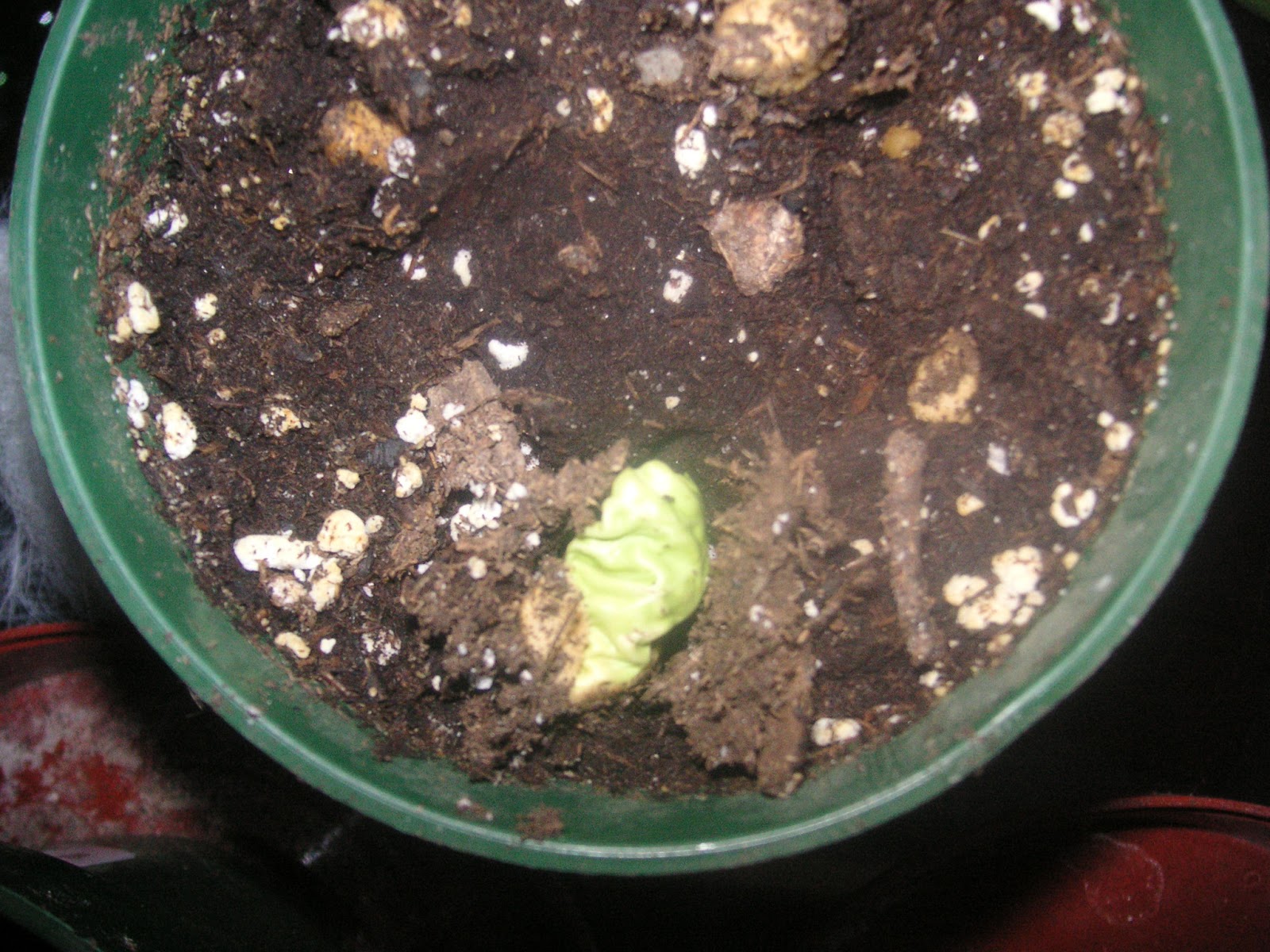 In The Land of The Living Skies II Growing Bedding Plants